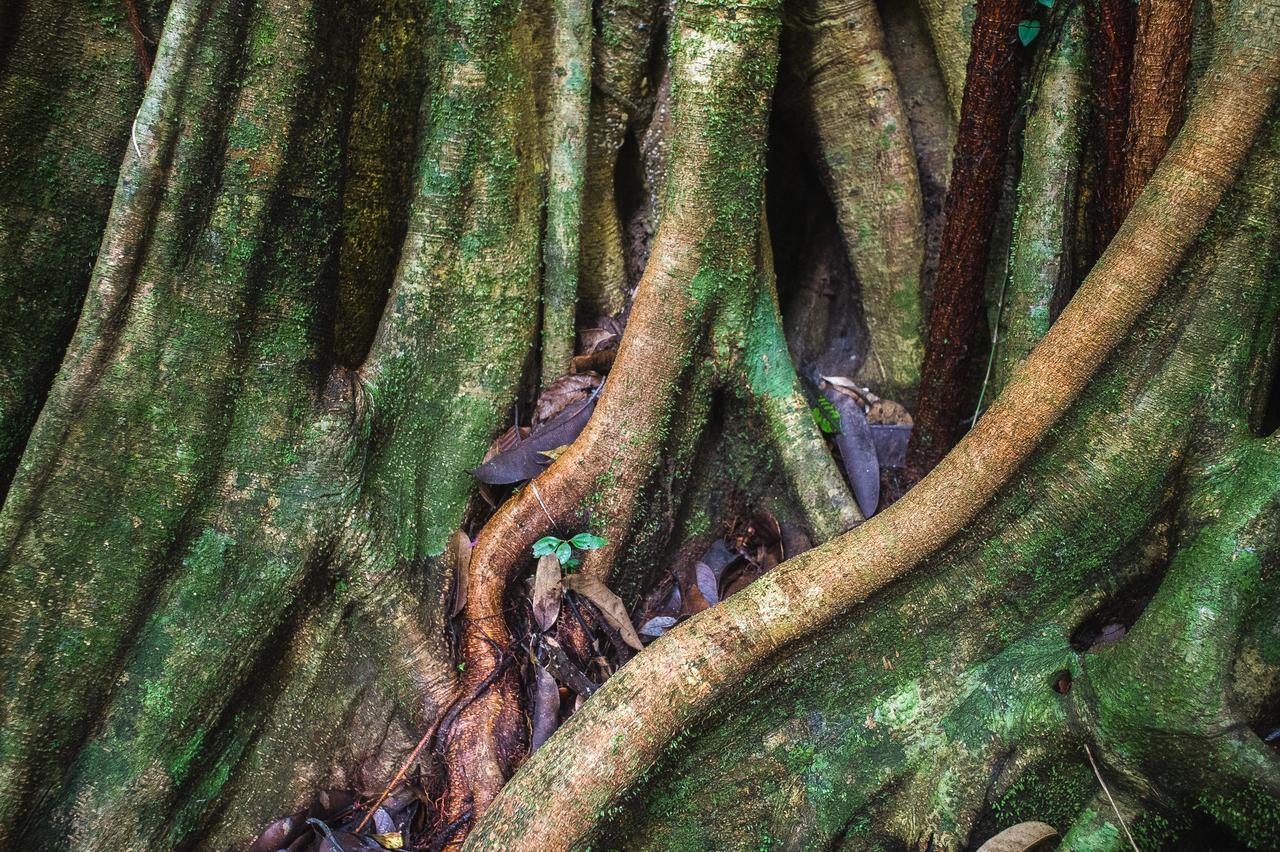Explore Sinharaja Rain Forest Tour Camp Dombagoda Kültér fotó
