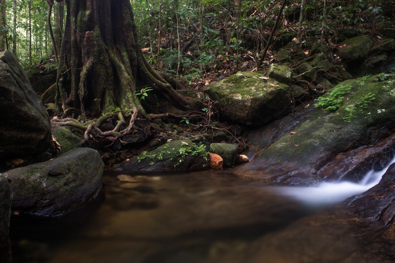 Explore Sinharaja Rain Forest Tour Camp Dombagoda Kültér fotó