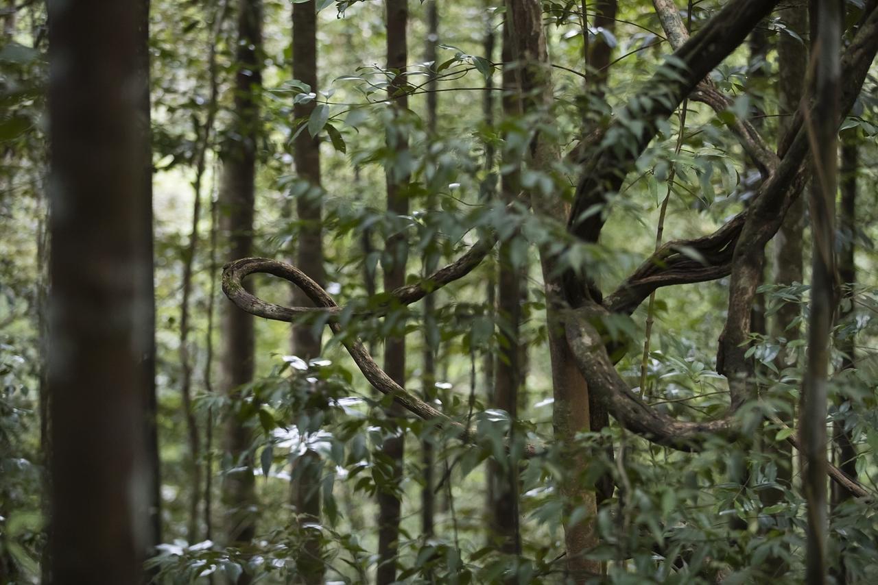 Explore Sinharaja Rain Forest Tour Camp Dombagoda Kültér fotó